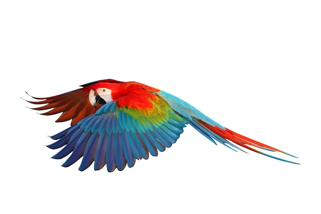 Colorful of Ruby Macaw flying isolated on white background