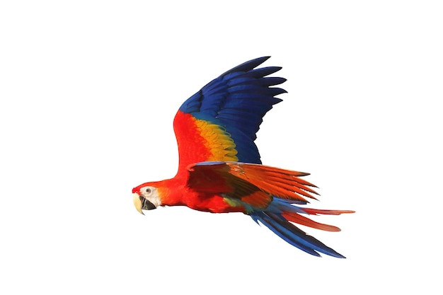 Colorful of Scarlet macaw flying isolated on white background