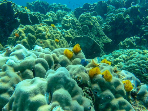 Colorful sea anemone and coral