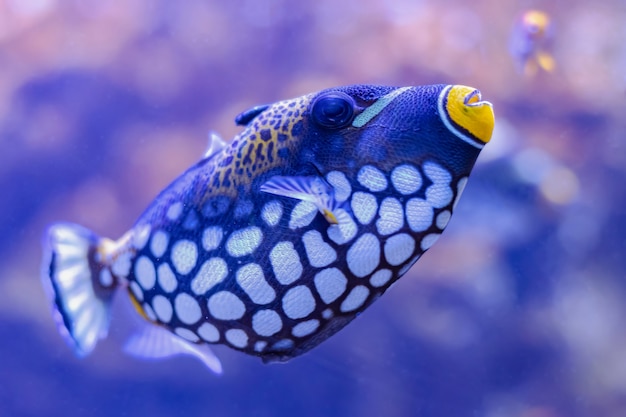 Colorful sea fish in aquarium