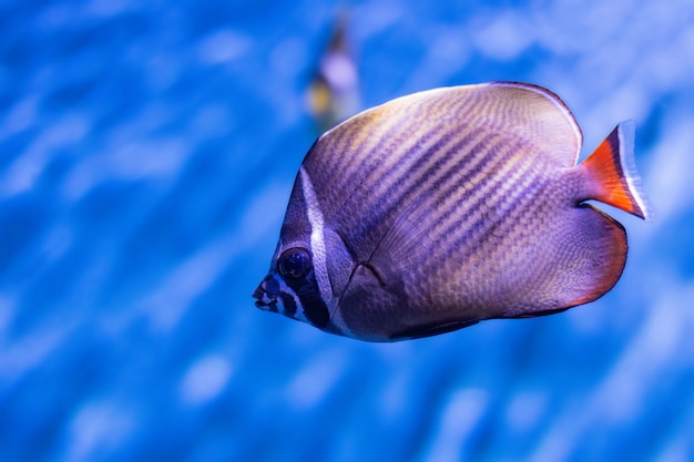 Colorful sea fish in aquarium