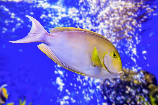 Colorful sea fish in the aquarium