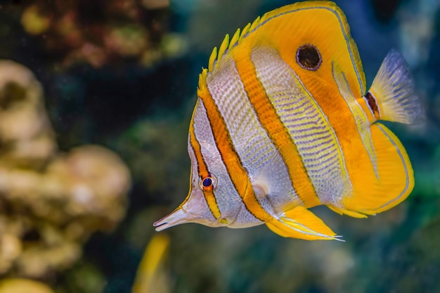 Colorful sea fish in the aquarium