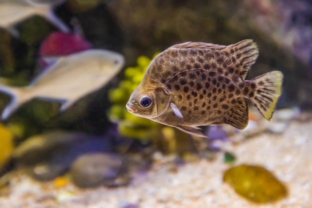 Colorful sea fish in the aquarium