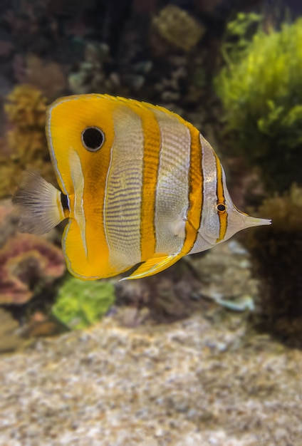 Colorful sea fish in the aquarium