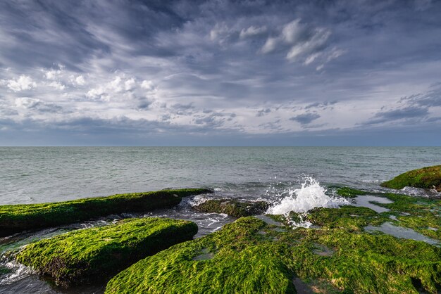 Colorful sea shore with green algae