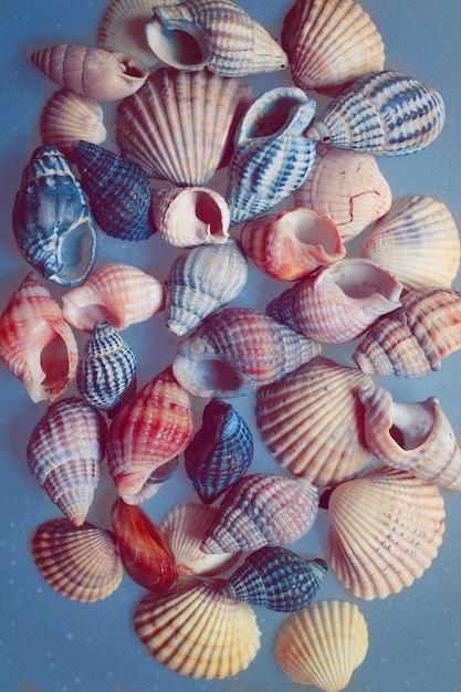 Colorful seashells close up