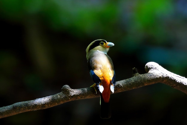 Colorful Silver-breasted broadbill bird perched on a tree branch.