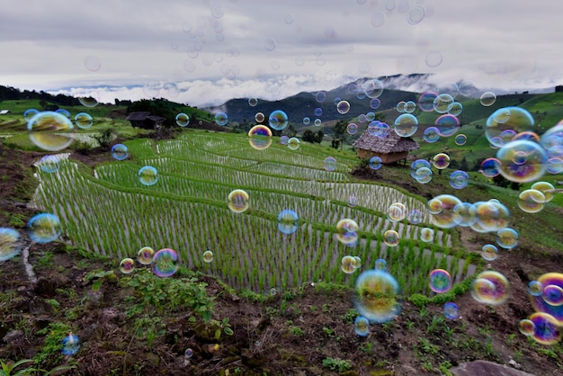 Colorful soap bubbles are spreading in the air with rice terrace in background