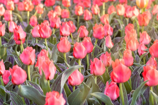 Colorful soft pink tulips fresh flowers  in spring