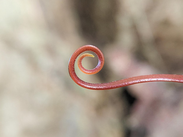 The colorful spiral curled frond of a new fern