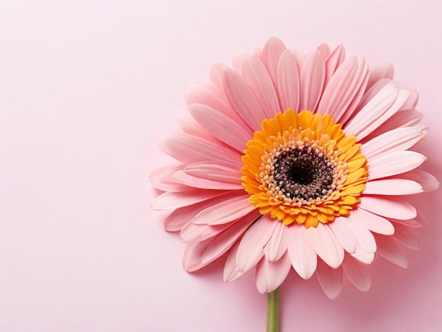 Colorful spring flower on pink background