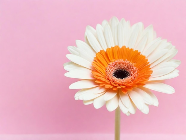 Colorful spring flower on pink background