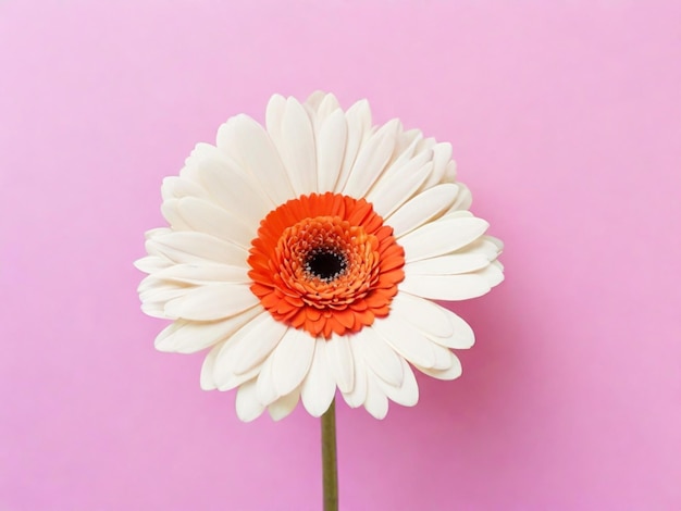 Colorful spring flower on pink background