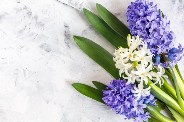 Colorful spring hyacinths