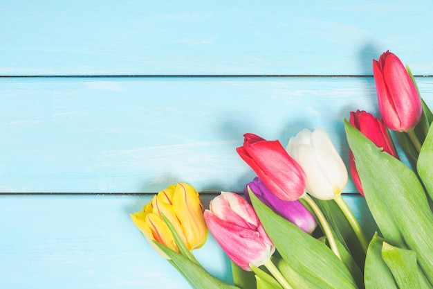 Colorful spring tulip flowers on light blue wooden background