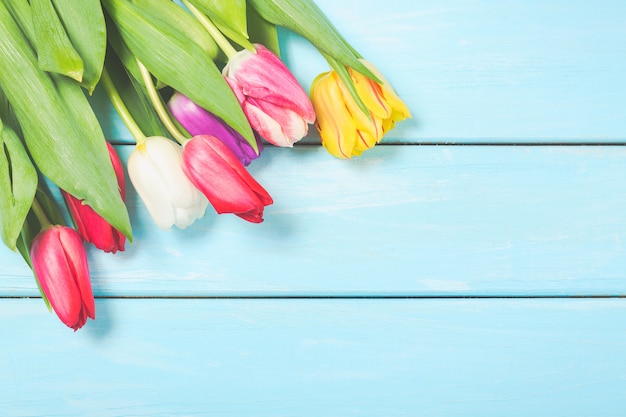 Colorful spring tulip flowers on light blue   