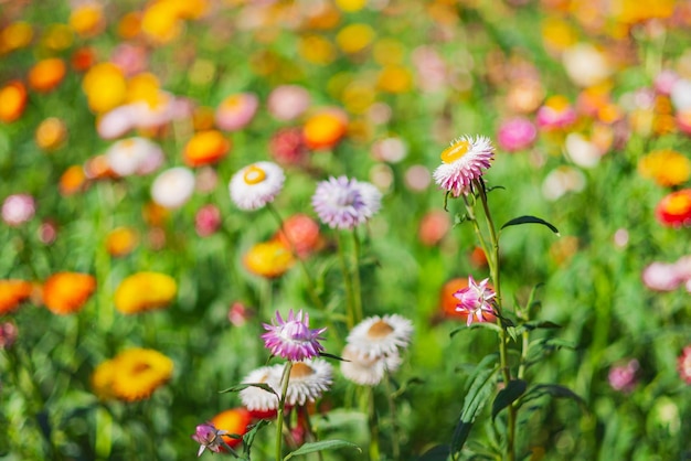 Colorful straw flower with sunshine at park