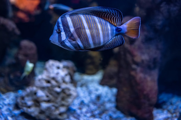 Colorful striped fish that swims quietly in the aquarium on a dark background and aquatic plants