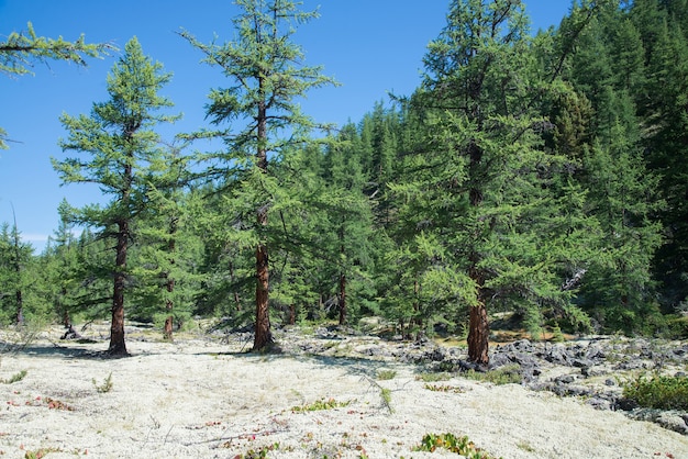 Colorful summer magic forest with huge carpet of white moss