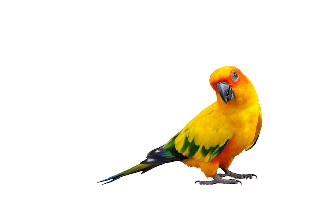 Colorful Sun conure parrot isolated on white background Clipping path