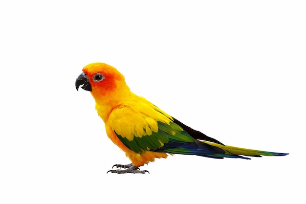 Colorful Sun conure parrot isolated on white background Clipping path