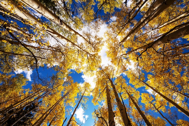 Colorful sunny forest scene in Autumn season with yellow trees in clear day.