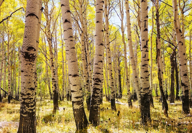 Colorful sunny forest scene in Autumn season with yellow trees in clear day.