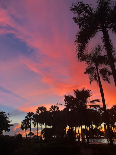 A colorful sunset with palm trees in the foreground