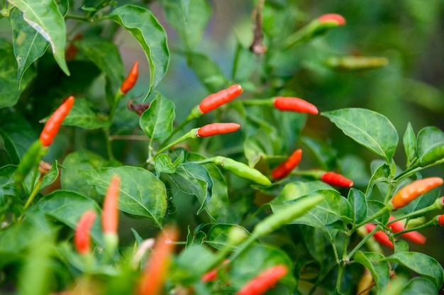 Photo colorful thai chili pepper on tree