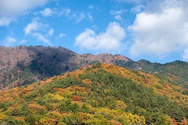 Colorful trees mountain in autumn with blue sky