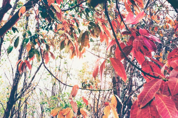 Colorful Trees in Spring season