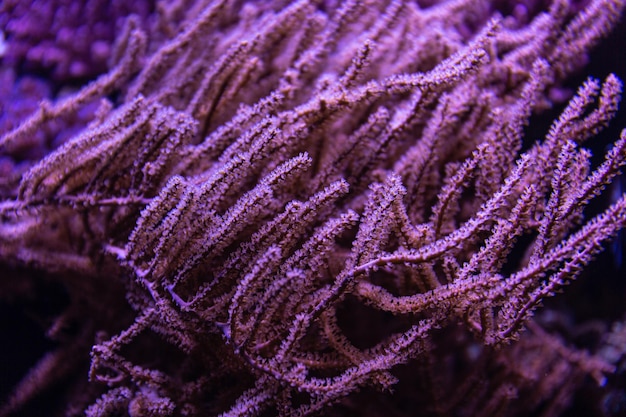 Photo colorful tropical corals in darkness