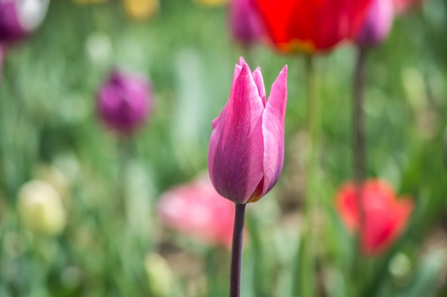 Colorful tulip flower bloom in the garden