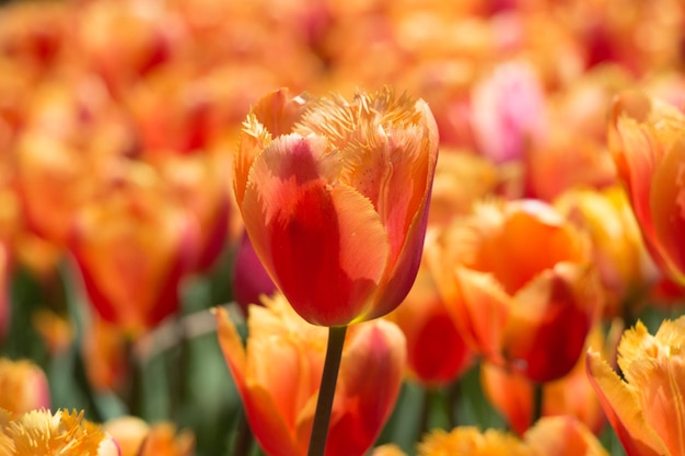 Colorful tulip flower bloom in the garden