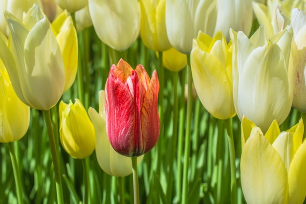 Colorful tulip flower bloom in the garden