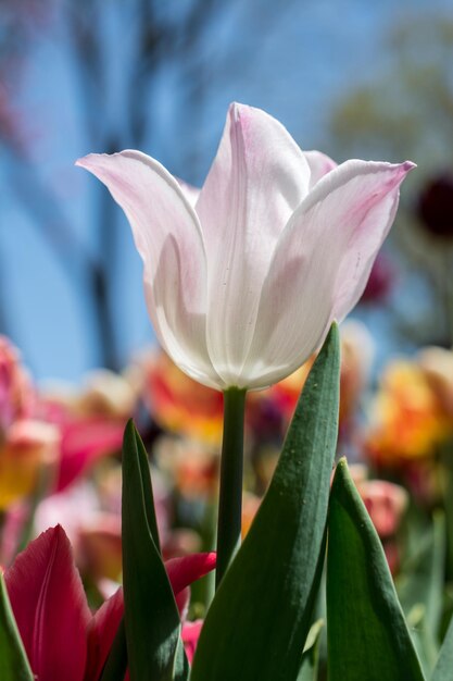 Colorful tulip flower bloom in the garden