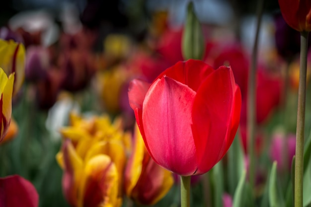 Colorful tulip flower bloom in the garden