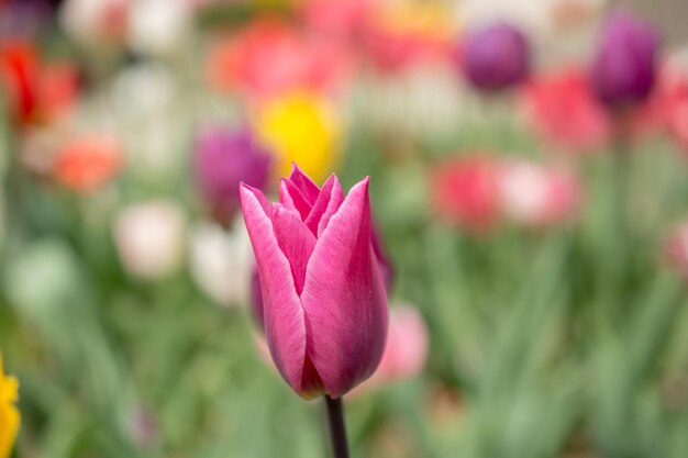 Colorful tulip flower bloom in the garden