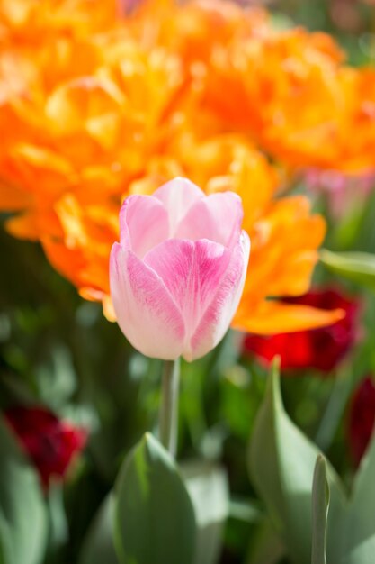 Colorful tulip flower bloom in the garden