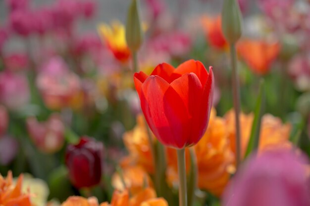 Colorful tulip flower bloom in the garden