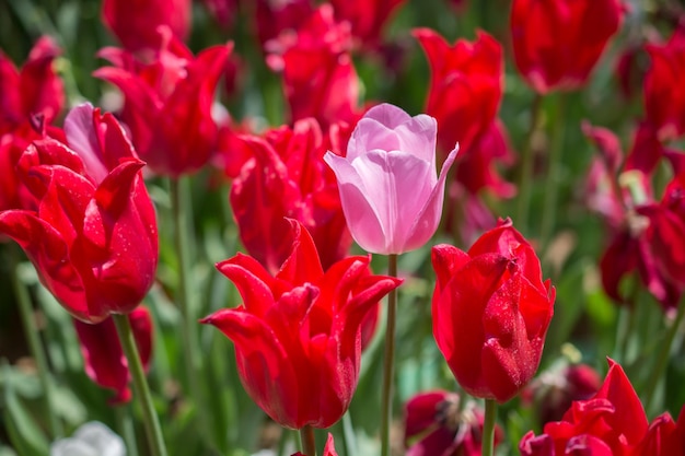 Colorful tulip flower bloom in the garden