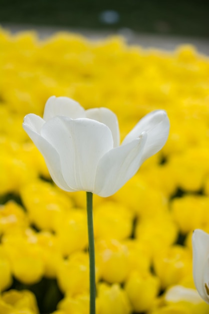 Colorful tulip flower bloom in the garden