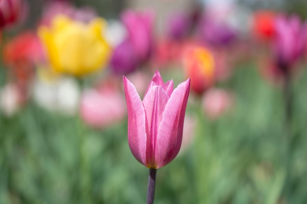 Colorful tulip flower bloom in the garden