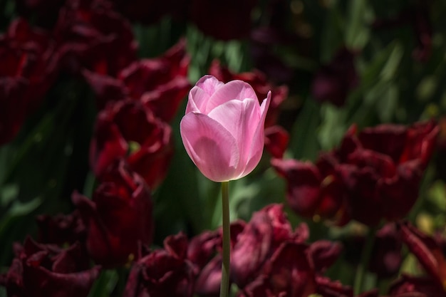 Colorful tulip flower bloom in the garden