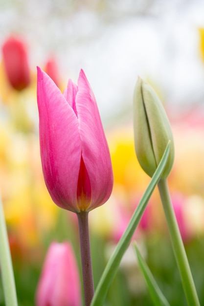 Colorful tulip flower bloom in the garden