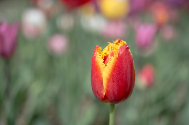 Colorful tulip flower bloom in the garden