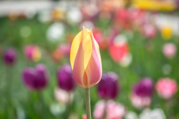 Colorful tulip flower bloom in the garden