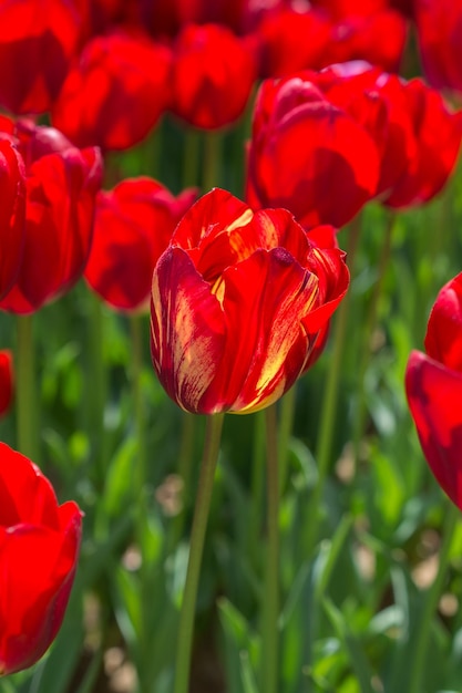 Colorful tulip flower bloom in the garden