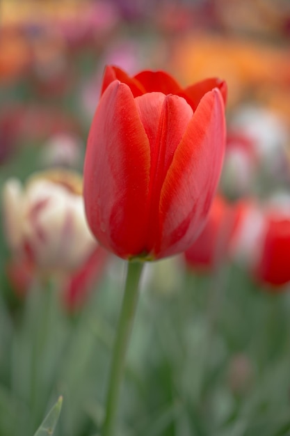 Colorful tulip flower bloom in the garden